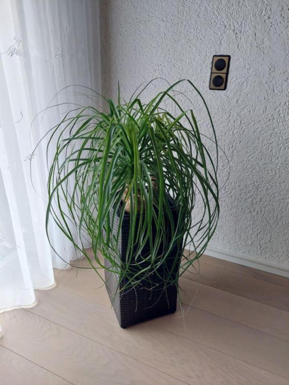 Harzhaus Rauch Apartment Braunlage Ruang foto